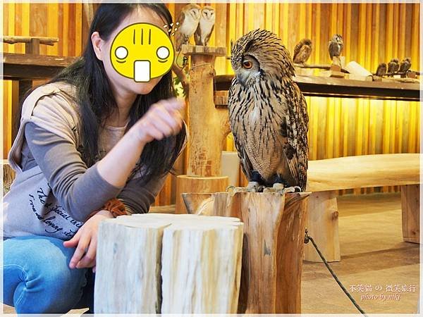 大阪貓頭鷹咖啡Happy Owl Cafe Chouette