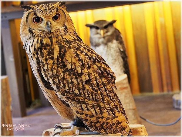 大阪貓頭鷹咖啡Happy Owl Cafe Chouette