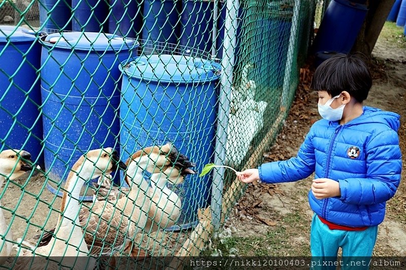 03 鵝童樂園 (44).JPG