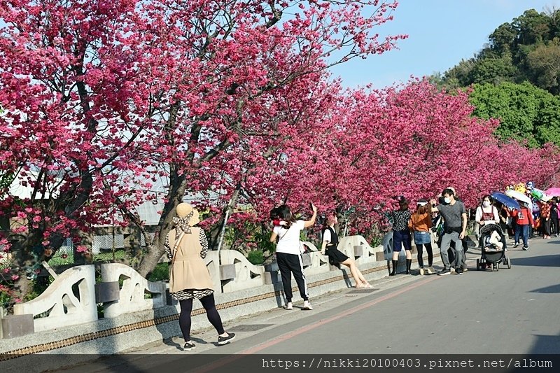 泰安派出所櫻花 (2).JPG