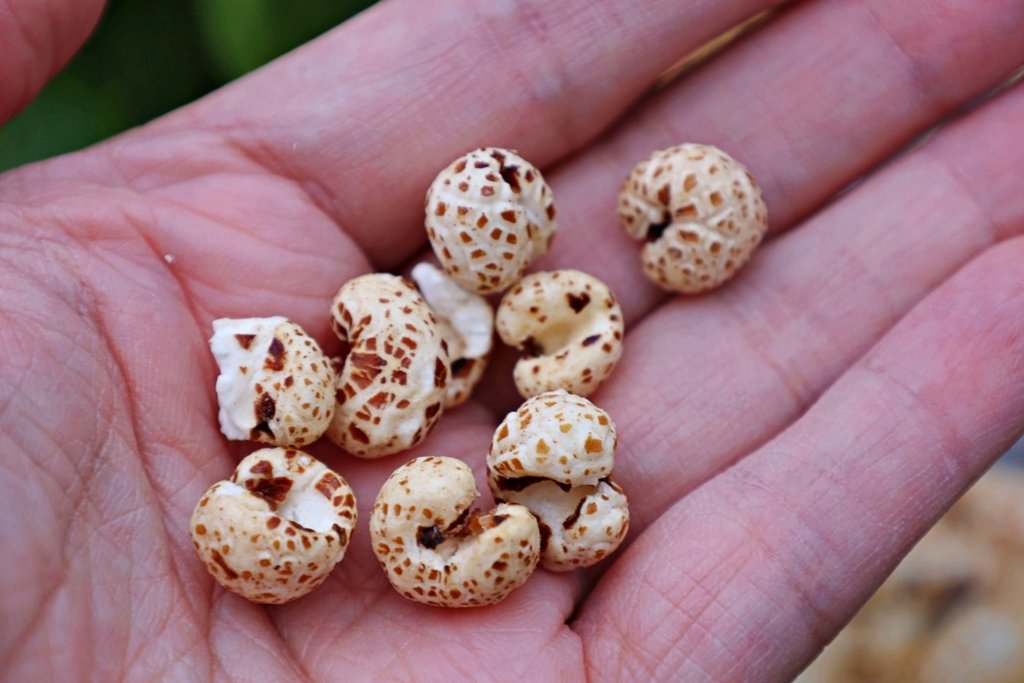 蹦！穀物｜薏米花 海鹽、黑糖、海苔口味 健康與美味兼具