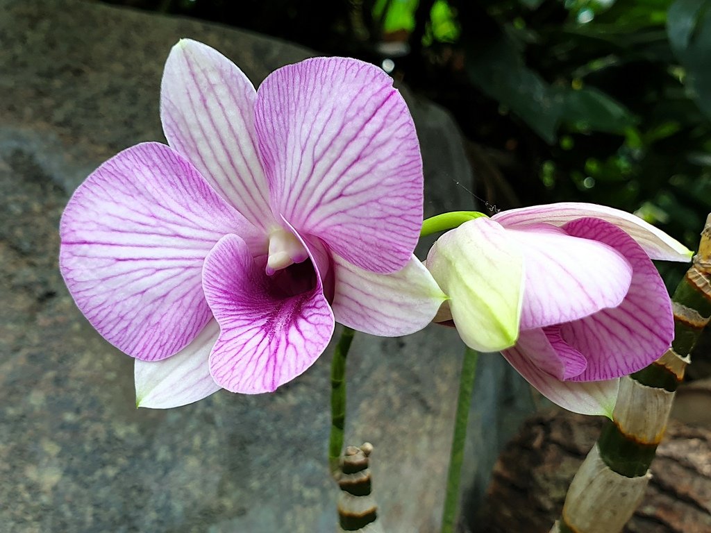 【台中】北區〉國立自然科學博物館植物園：熱帶雨林溫室