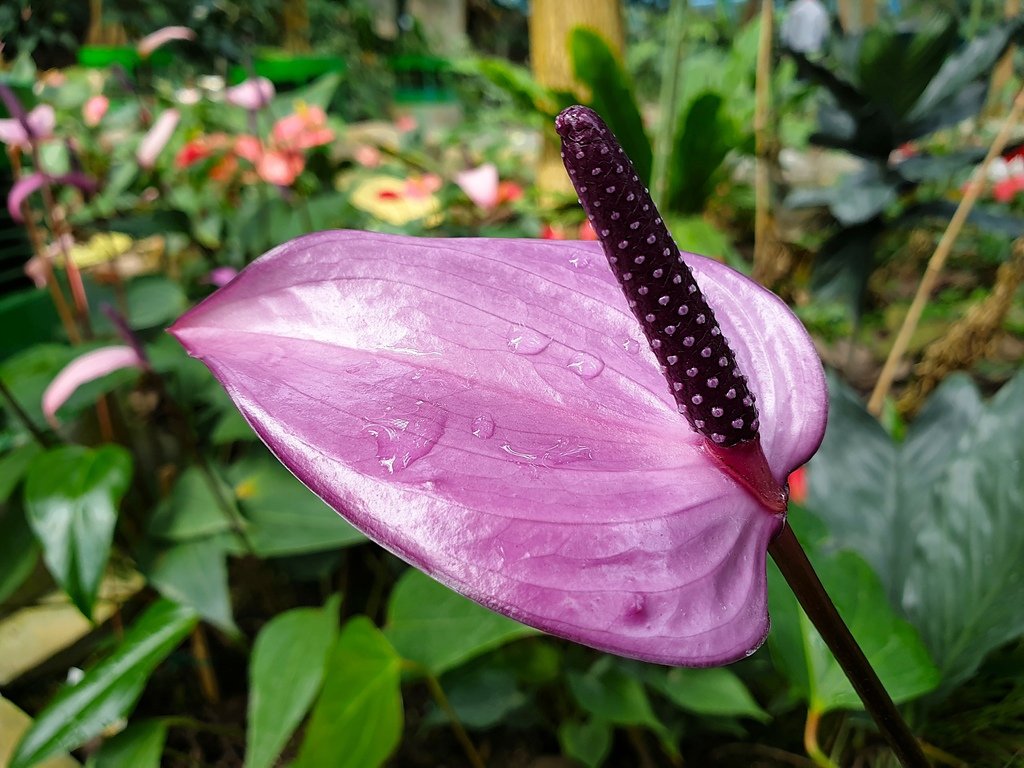 【台中】北區〉國立自然科學博物館植物園：熱帶雨林溫室