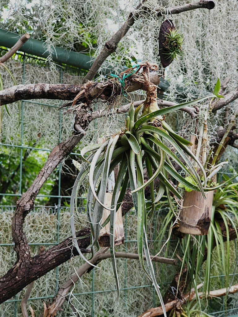 【台中】北區〉國立自然科學博物館植物園：熱帶雨林溫室