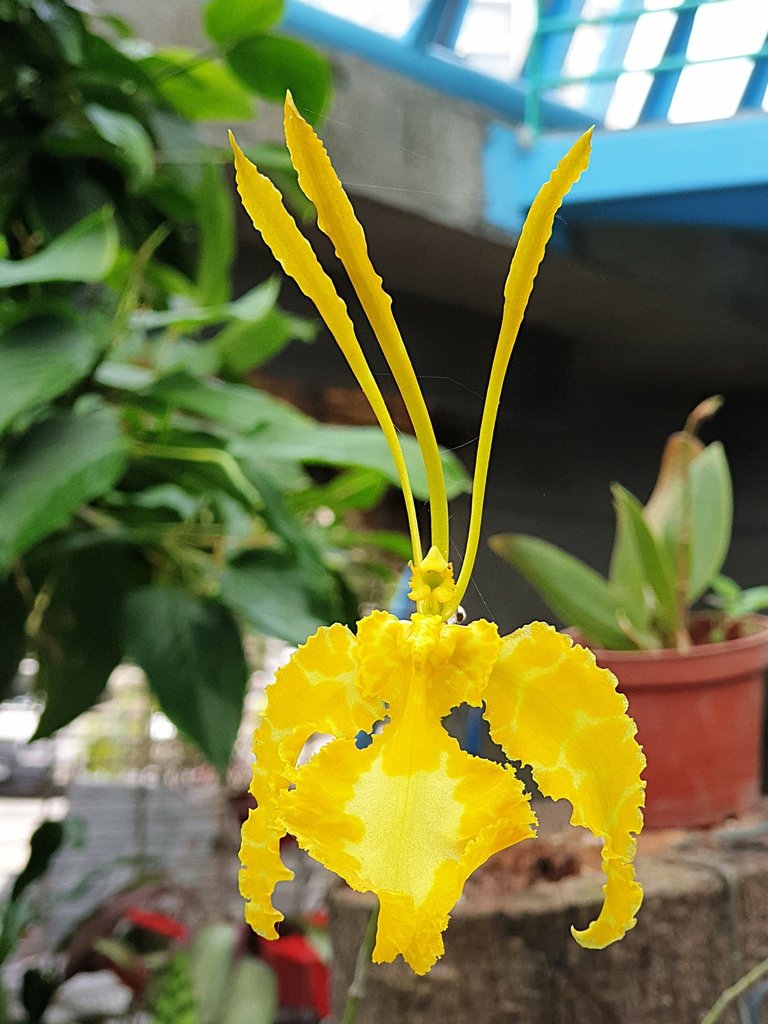 【台中】北區〉國立自然科學博物館植物園：熱帶雨林溫室