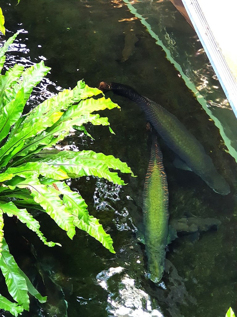 【台中】北區〉國立自然科學博物館植物園：熱帶雨林溫室