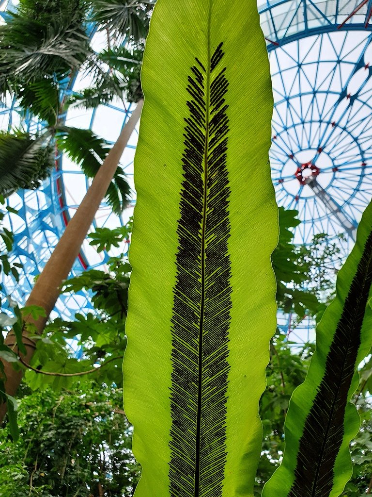 【台中】北區〉國立自然科學博物館植物園：熱帶雨林溫室