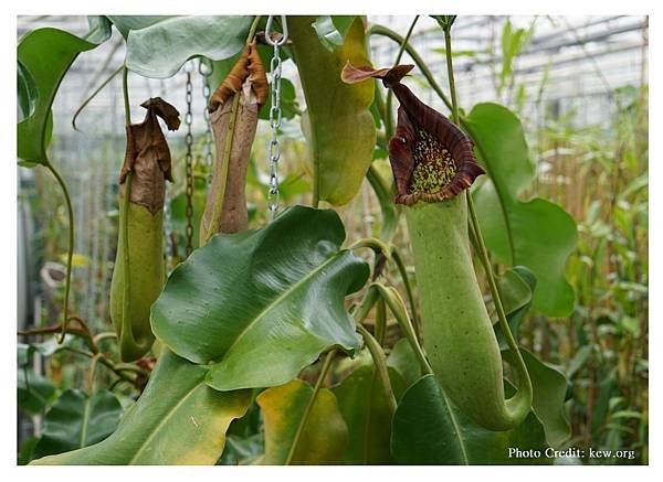 英國旅遊｜倫敦皇家植物園【邱園】Kew Gardens