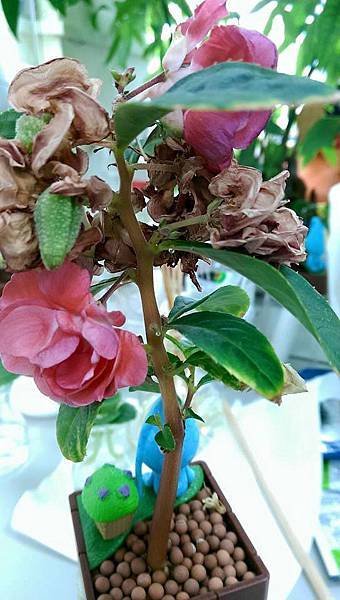 醜比頭蔬果植栽 鳳仙花