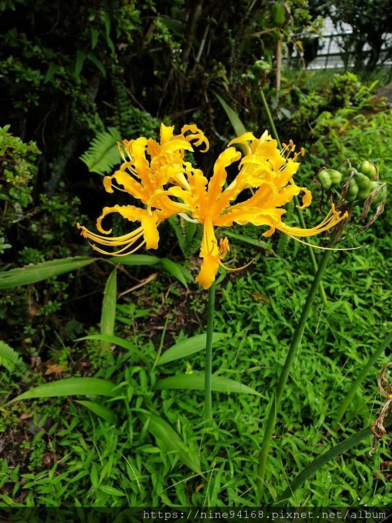 1080919 福山植物園、香草菲菲_190924_0077.jpg