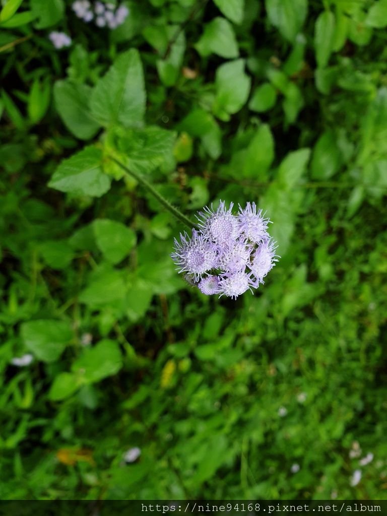 1080919 福山植物園、香草菲菲_190924_0020.jpg