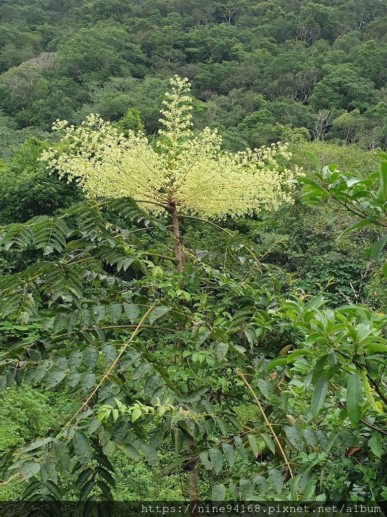 1080919 福山植物園、香草菲菲_190924_0043.jpg