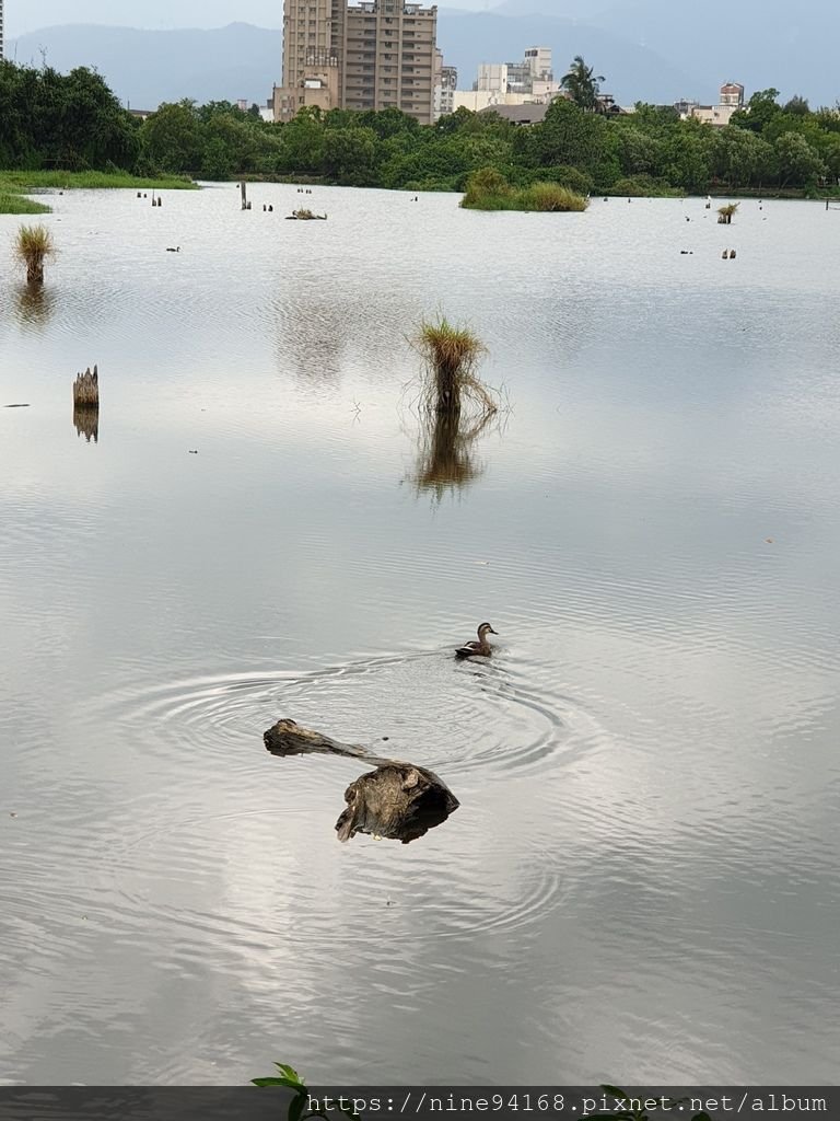 1080920 清水公園、林文化園區、廣興農場_190924_0139.jpg