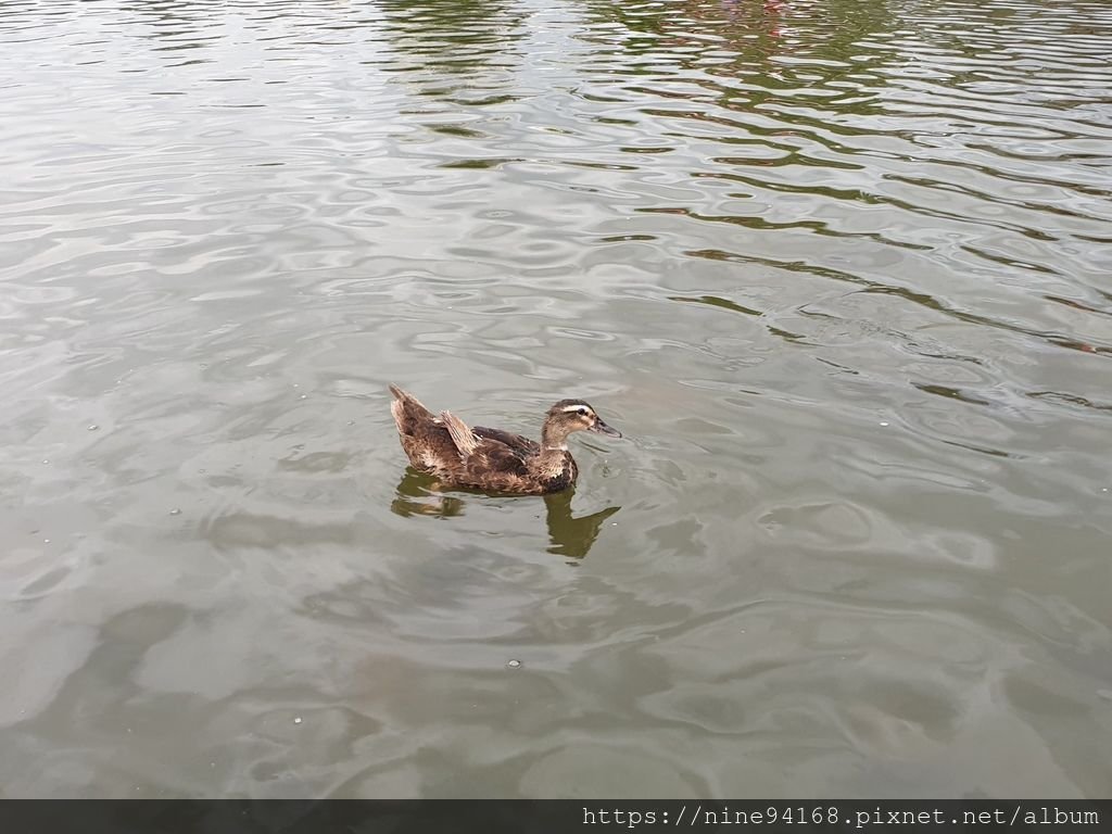 1080920 清水公園、林文化園區、廣興農場_190924_0412.jpg