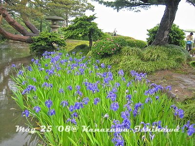 鳶尾花