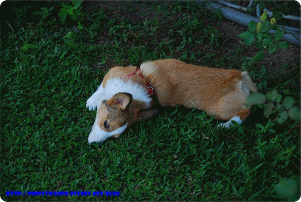 anigif2.gif