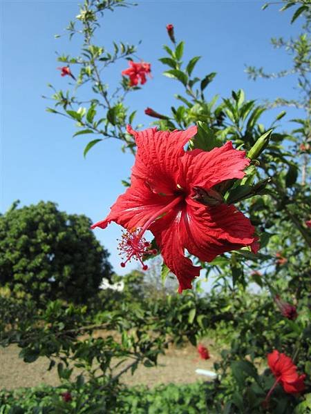 IMG_8985.JPG