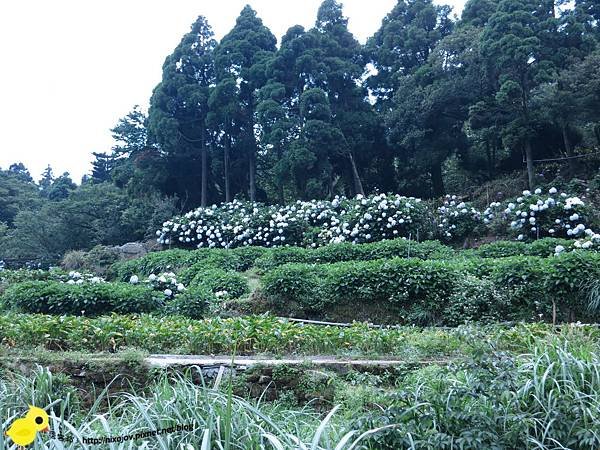 【台北 旅遊】陽明山-隱藏在步道中的花團錦簇