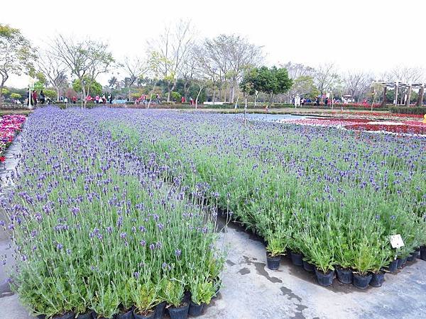 【彰化】溪州花博公園-美麗的費茲洛公園