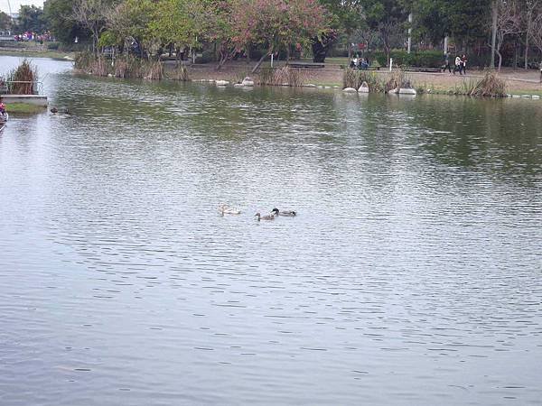 【彰化】溪州花博公園-美麗的費茲洛公園