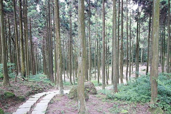 【台北旅遊】熊空茶園-深山裡的大自然景觀