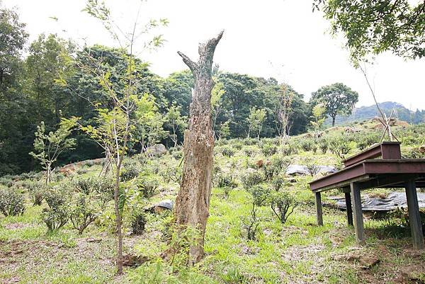 【台北旅遊】熊空茶園-深山裡的大自然景觀