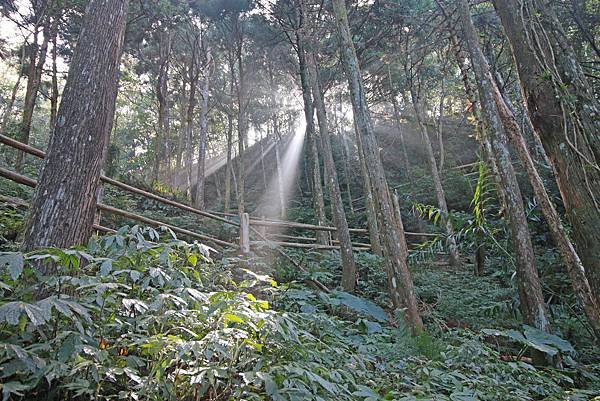 【新竹旅遊】馬武督探索森林-綠光森林小學