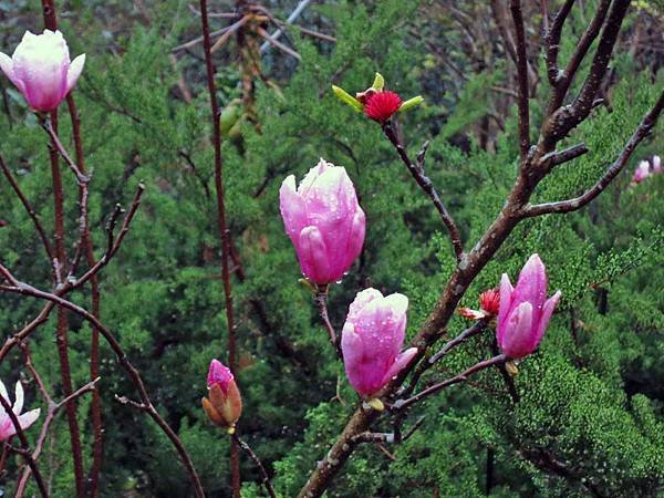 【台北旅遊】楓樹湖-2016年3月櫻花盛開、水蓮花