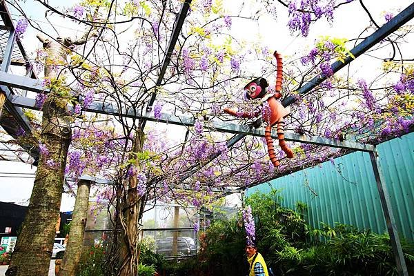 【台北旅遊】台北花卉村-美麗的紫藤花季