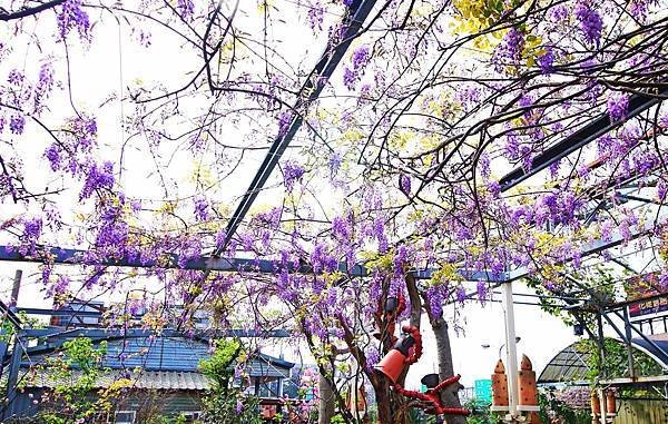 【台北旅遊】台北花卉村-美麗的紫藤花季