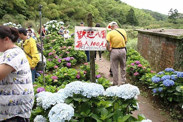 【台北旅遊】陽明山高家繡球花季-滿遍的花團錦簇