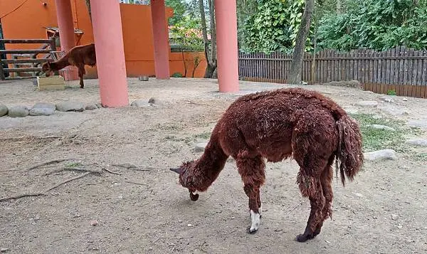 【台北景點】台北市立動物園-逛一整天也逛不完的必去景點！大朋友小朋友最適合的親子旅遊