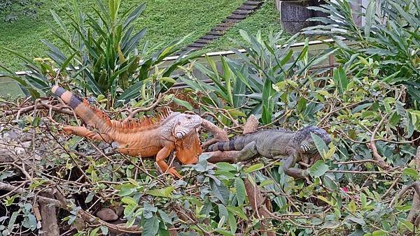 【台北景點】台北市立動物園-逛一整天也逛不完的必去景點！大朋友小朋友最適合的親子旅遊