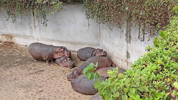 【台北景點】台北市立動物園-逛一整天也逛不完的必去景點！大朋友小朋友最適合的親子旅遊