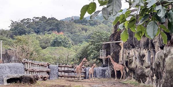 【台北景點】台北市立動物園-逛一整天也逛不完的必去景點！大朋友小朋友最適合的親子旅遊