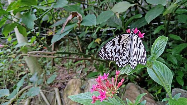 【台北景點】台北市立動物園-逛一整天也逛不完的必去景點！大朋友小朋友最適合的親子旅遊