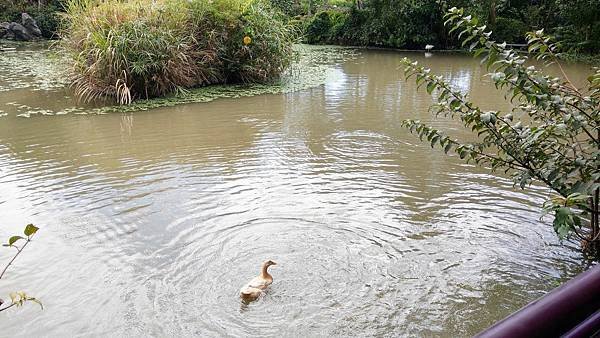 【台北景點】五股準園休閒生態農場-可以餵小動物、釣小龍蝦、看動物的好玩親子景點