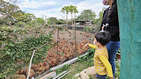 【桃園景點】一級棒農場-免門票免停車費，可以餵雞餵羊等多項設施免費讓你玩的親子農場