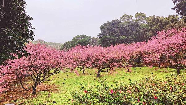 2022淡水天元宮櫻花最新現況！櫻花樹量、分佈，盛開情況，一次完整介紹～還有附影片