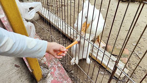 台南親子一日遊-永通虱目魚粥、德元埤荷蘭村、六甲媽祖廟剉冰、蘭都觀光工廠、玉梅鮮乳包子饅頭、柳營八老爺牧場