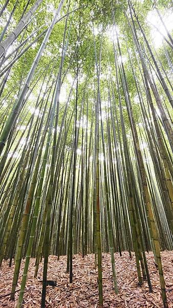 泰安一日遊