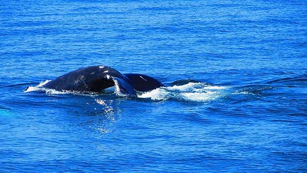 whale watch in boston