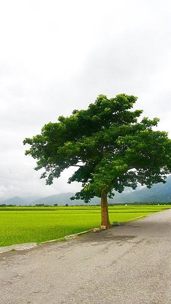 2014 高雄台東？日遊