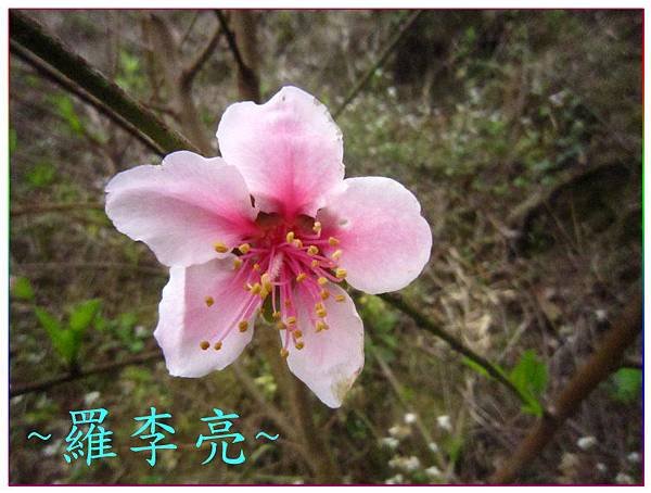桃花朵朵開 005.jpg