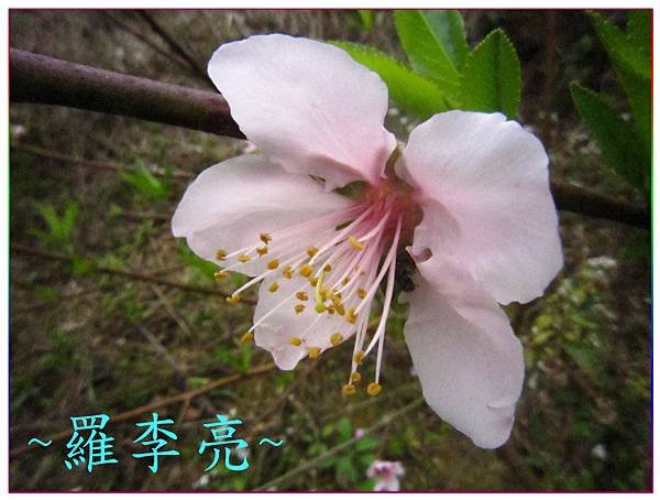 桃花朵朵開 006.jpg