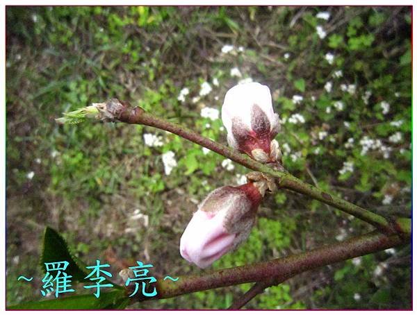 桃花朵朵開 008.jpg