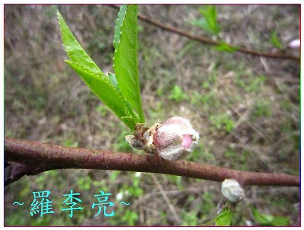 桃花朵朵開 007.jpg