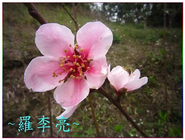 桃花朵朵開 009.jpg