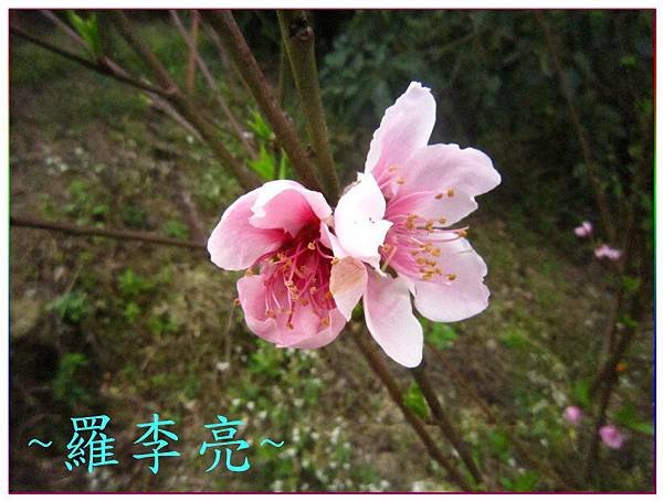 桃花朵朵開 010.jpg