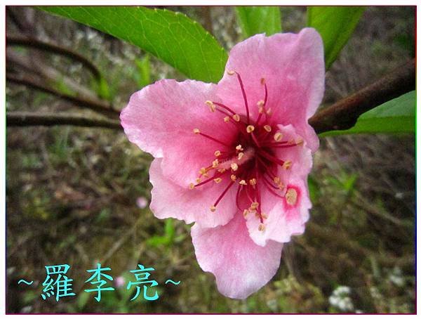 桃花朵朵開 013.jpg